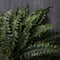 Boston Fern Bush Fern Collection by Ashland®